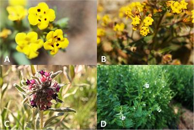 Dissection for Floral Micromorphology and Plastid Genome of Valuable Medicinal Borages Arnebia and Lithospermum (Boraginaceae)